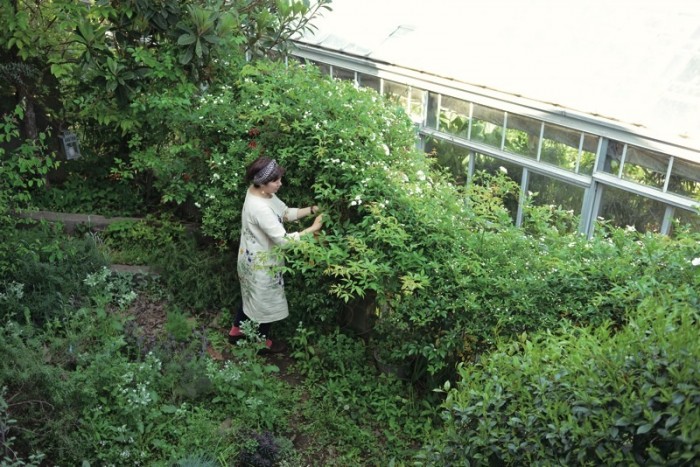 緑が生い茂る岡本さんの裏庭。なんとお隣は種苗会社!垣根にはモッコウバラや、イギリスではポピュラーなツキヌキニンドウを植えている。