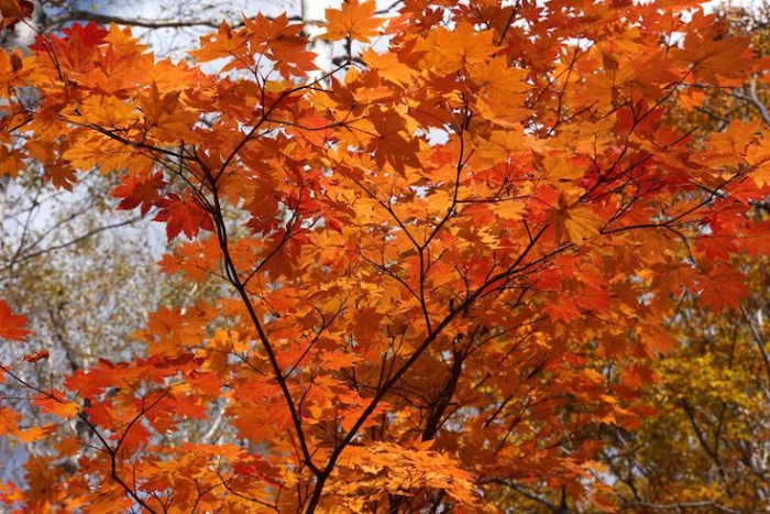 この日は紅葉も真っ盛り。ただし、森林セラピーの効果が一番高いのは初夏から夏にかけてなんです、と落合先生。
