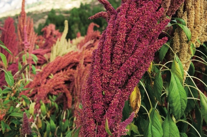 キヌアは、アンデス山脈の高地では数千年前から栽培され、「母なる穀物」とも言われる。ペルーやボリビアなど南米が主な生産地だが、近年、少しずつ日本でも栽培する試みが始まっている。