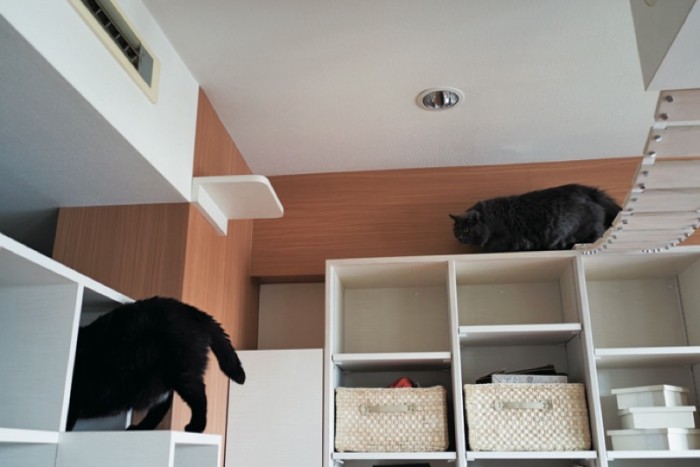 キャットウォークのところどころには、猫1匹分の幅のステップが設えてある。棚から棚への移動にも使え、ひと休みする場所にもなる。