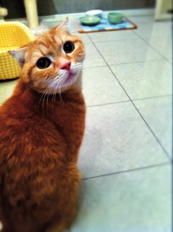 リクオ店長。飼い主にして部下であるアネカワユウコさんとは13年前から生活している。万年不在の猫店長だが、店の顔として有名なにゃんこ。