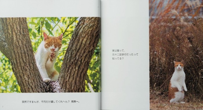 あおいとりさんはこの本以外にも島猫写真集『島ねこぽん』を出版。