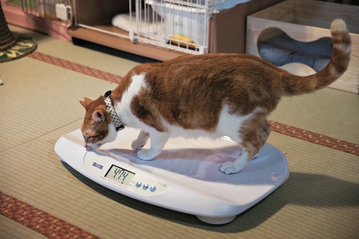 体重が5%減ったら、猫の体に異変が起きていることを疑うべし!