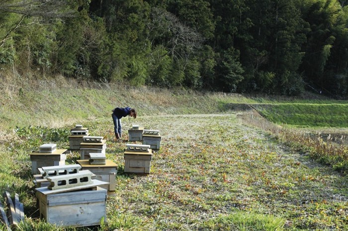 敷地内に、長野の養蜂家が越冬のために巣箱を置く。 採りたての新鮮なハチミツを分けてもらう。