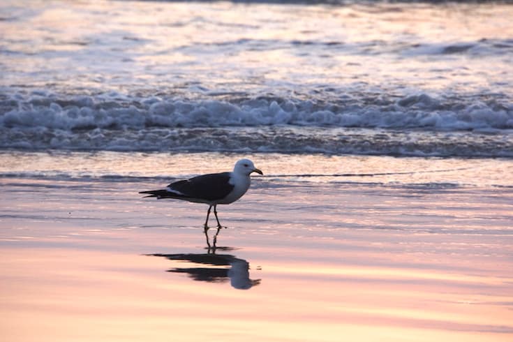 稲佐の浜の波打ち際でのんびり過ごす海鳥。