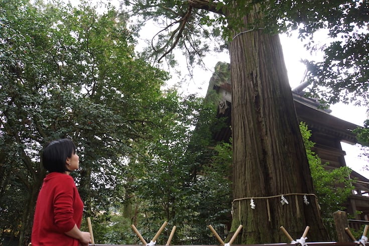 須佐神社の本殿裏にある通称「大杉さん」。