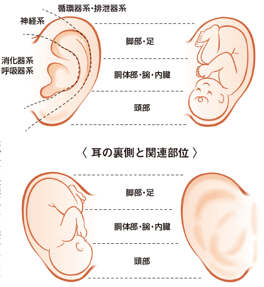 耳の上部は足全体、中部は胴体、下部は頭に関連する。表側は内臓や神経系、耳の裏側のふくらんでいる部分は背骨の関連部位。硬い部分がある場合、その関連部位に問題あり。