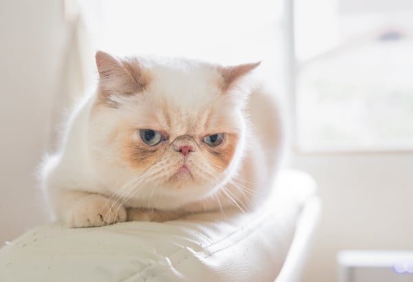 ぶさかわな表情とまあるいフォルムの猫 ぽてくん ニュース クロワッサン オンライン