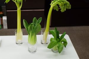 野菜室で7日間保存した野菜。葉物もピンとまっすぐ。乾燥も抑えてくれるから、葉先も痛みにくい。