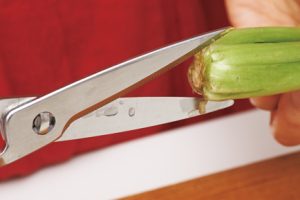 葉野菜の硬い根もとに 十字の切り目を。火の通りを早めるために入れる切り目はハサミの先端で。