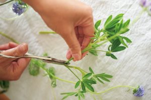 1. 使う花材を見て、同程度の長さに切り揃える。下方の葉は取り、切った跡の茎の出っぱりも処理を。