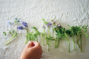 2. 切ったら使う予定の花材ごとに並べてみる。今回は青〜紫のグラデーションの花と緑に分けた。