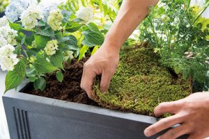 シート状の苔をプランターの形に合わせて手でちぎり、何枚かに分けて埋め込むように貼る。「ピンセットなどで押し込むと定着しやすいですよ」