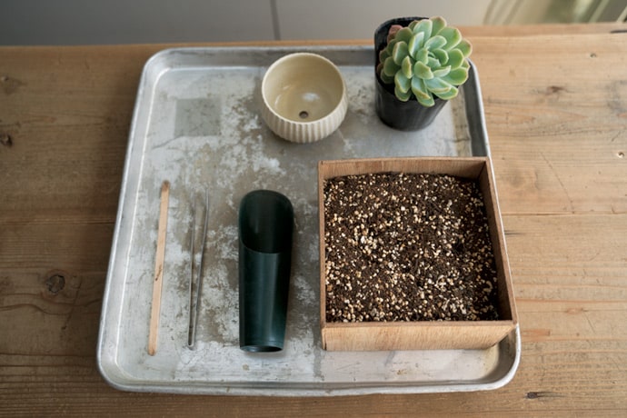 まずは1品種から。多肉植物をお気に入りの器に植えてみよう。 | くらし