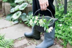 庭の草花を摘んだら、すぐに水に浸けておくと元気なまま長持ちする。