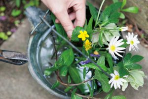 ミヤコワスレ、スミレ、チョウジソウなど、愛らしい春の花たち。