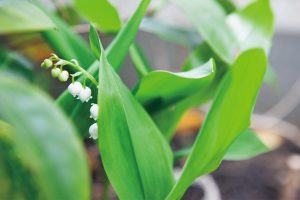 宿根草のスズラン。4月になると花をつけ、春の訪れを知らせてくれる。