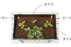 ピーマン、オクラをバランスよく配置したら、葉を伸ばしやすい方向にタイムを植える。少しでも日当たりのよい場所へ。