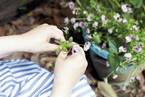 小ぶりなビオラの鉢植えも庭の一部。