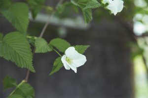 木漏れ日の下に咲くシロヤマブキの花。