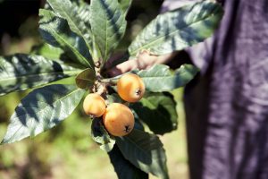 ビワの実はシロップに、葉はお茶にして飲む。