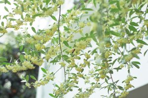 ロシアンオリーブの花の蜜は蜂に大人気。