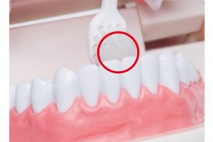 下の前歯の内側は歯ブラシを縦にして、ブラシのかかとを使う。