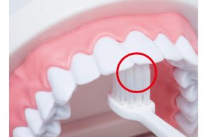 上の前歯の内側は歯ブラシを縦に持ち、みがく際はブラシのかかとを使う。