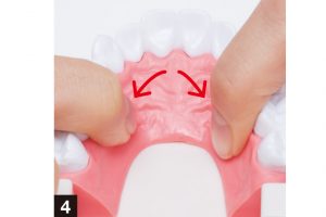 4. 人差し指と親指で上の歯茎をつかみ、両側からプッシュ。前歯から奥歯に向かって行う。