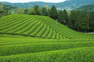 【京都】宇治茶カフェの新メニューは、茶畑をイメージした抹茶たっぷりのモンブラン。