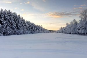 命の息吹が感じられる、スウェーデンの雪景色。