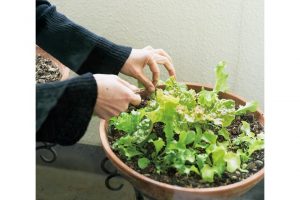 冬が旬の葉野菜をベランダで。葉野菜はベランダに設置したコンテナ菜園から収穫。冬の時季は成長が遅いぶん、味が濃厚になるという。