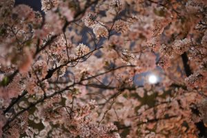夜桜を手持ち撮影。