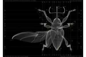 村山 誠「Curculio robustus - dorsal, ventral view」（イメージ）