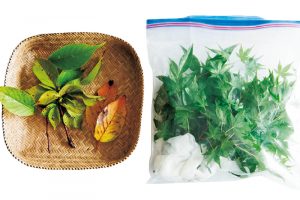 仕切りに使う葉っぱは購入するもののほか、三重の実家から送られることも。保存袋に入れれば2～3週間保存可。