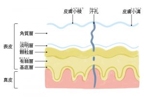 無毛皮膚