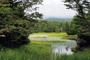 知床五湖は、神秘的な美しさ。遊歩道では、エゾリスやエゾシカを目にすることもある。