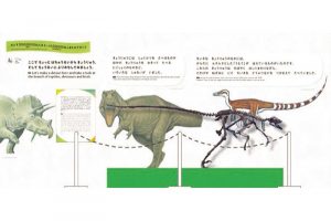 展示室には絵本の絵や文とあわせて標本の展示も（上はイメージイラスト）。博物館の豊富な資料を生かし、よりイメージを膨らませられるようにしている。Illustrations （C）Eitaro Ohshima