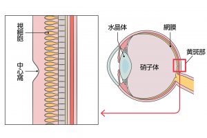 【健康な黄斑部】黄斑部は、網膜の中央の部分。健康な黄斑部は中心窩がへこんでいる。