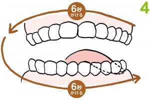 4.折り返して、歯ぐきの裏側の左上から左下へなぞる。最初は舌が疲れたり、突っ張られるように感じることもあるが、徐々に慣れる。