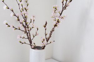 春だから桜をチョイス！ 部屋だけでもお花見気分を……！