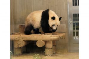 上野動物園のシャンシャンが大好き。「本物はやっぱりかわいい!　時間を見つけて会いに行きます」