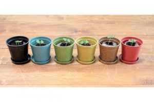 家で簡単に気軽に、野菜を育てられる栽培キット。