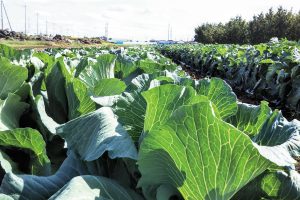 太陽のもと、力強く育つ野菜たち。