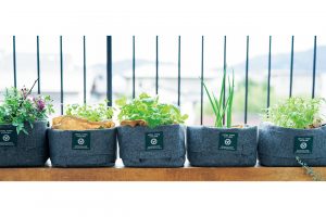 家で簡単に気軽に、野菜を育てられる栽培キット。