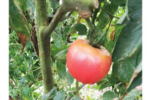 夏の畑を鮮やかに彩るトマト。きゅうり、枝豆、とうもろこしなどの夏野菜も毎年栽培。