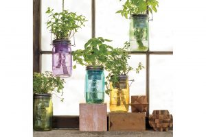 家で簡単に気軽に、野菜を育てられる栽培キット。