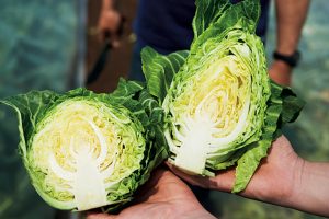 先の尖ったみさきキャベツはレア野菜。