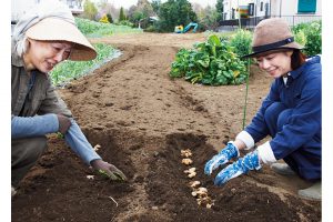 この日は畑を借りている小坂農園の若師匠に生姜の植え付けのコツを教わることに。アドバイスどおり、くわで溝を掘り、種芋を等間隔で並べていく。