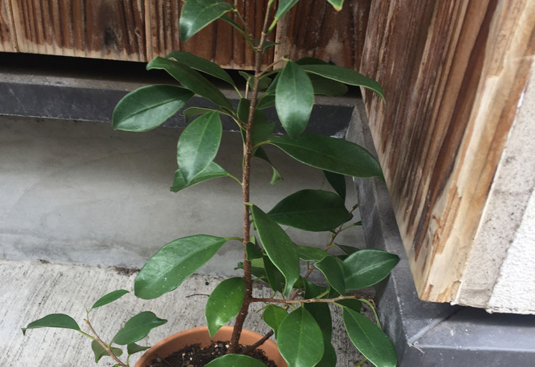 読み返すことでよみがえる。 日々の記録は未来の宝物。【編集部こぼれ話】